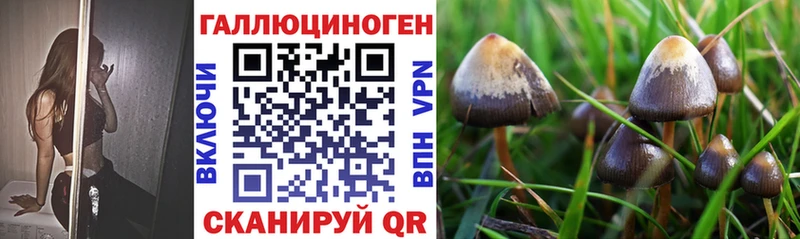 Псилоцибиновые грибы Psilocybine cubensis  Сольцы 